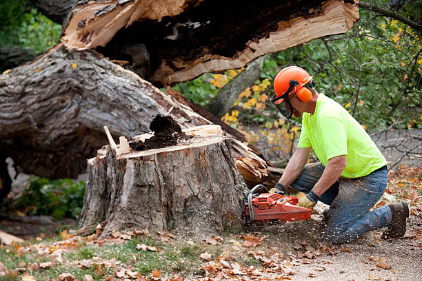 Best Tree Care Services  in Washburn, ND